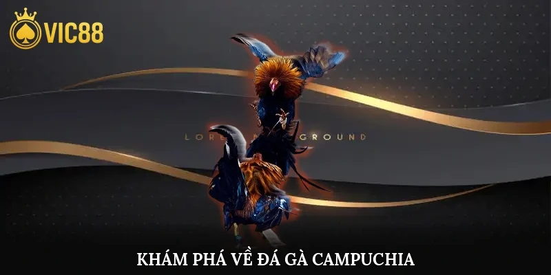 Khám phá về đá gà campuchia