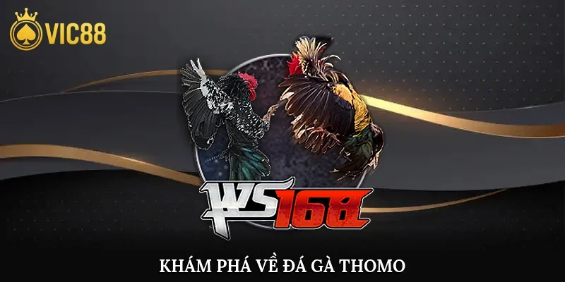 Khám phá về đá gà thomo