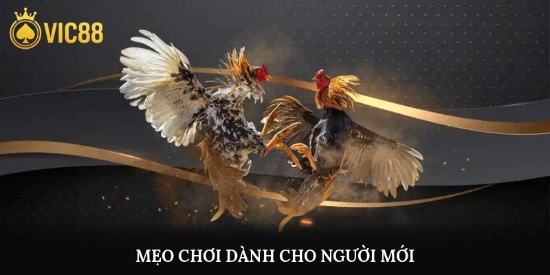 Mẹo chơi dành cho người mới