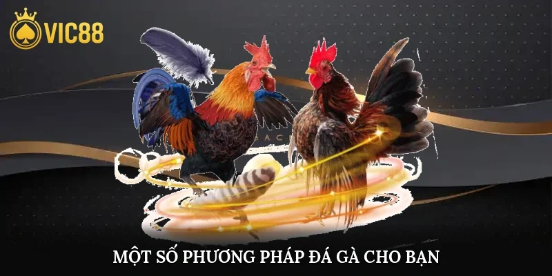Một số phương pháp đá gà cho bạn