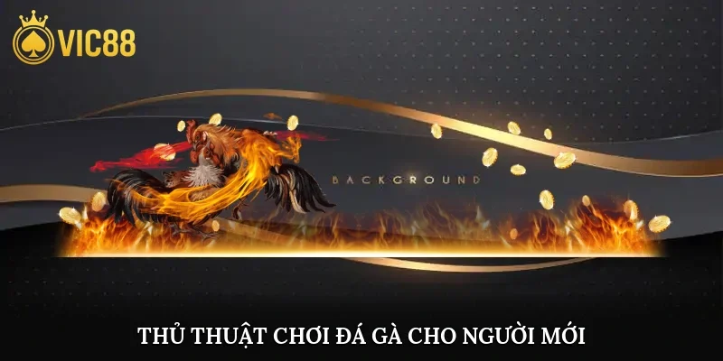 Thủ thuật chơi đá gà cho người mới